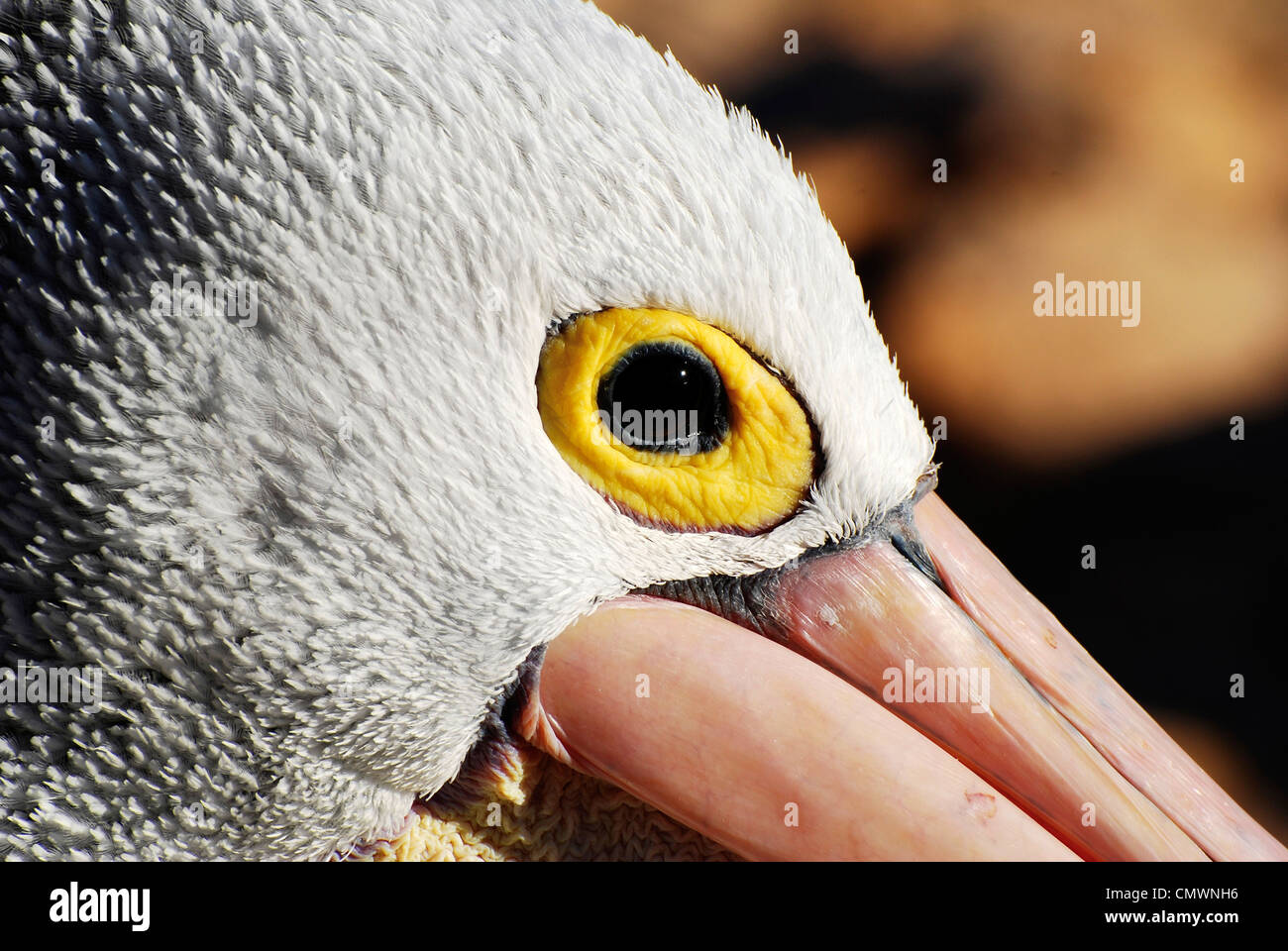 Auge des Pelikan Stockfoto