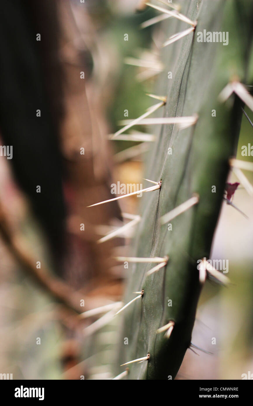 Nopal Kaktus Stockfoto