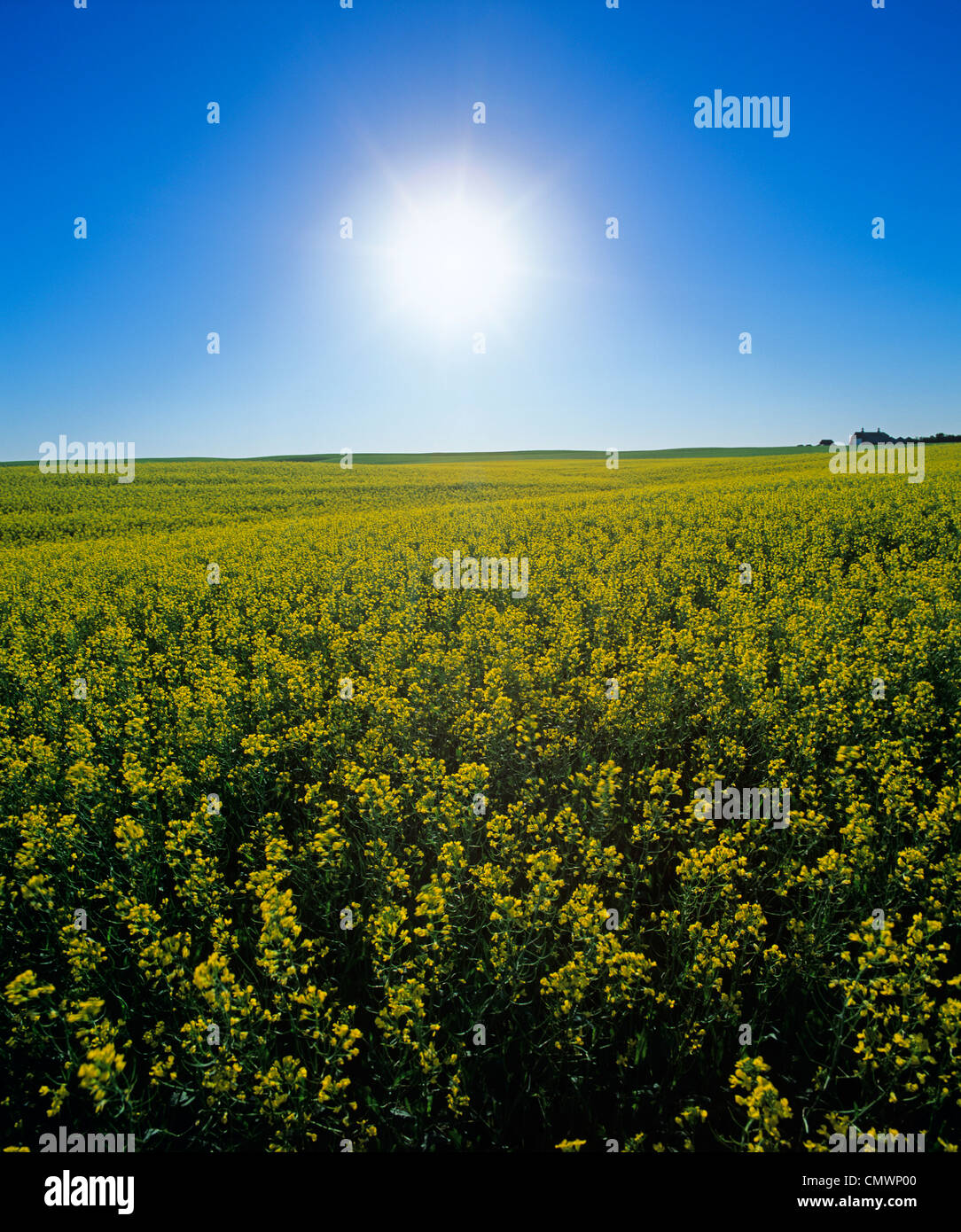Bright Sun und Bloom Bühne Senf Feld, in der Nähe von Ponteix, Saskatchewan. Stockfoto