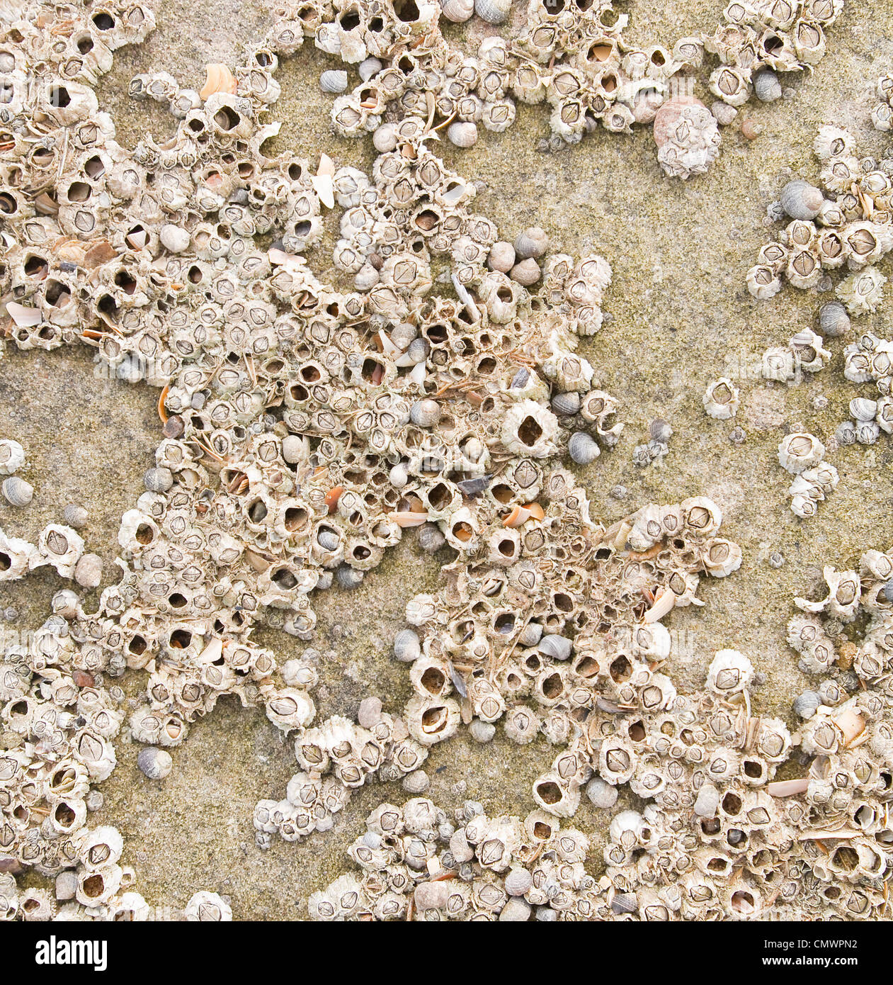 Nahaufnahme von Seepocken auf einem Felsen, ideal für eine Küste angehauchte Textur Stockfoto