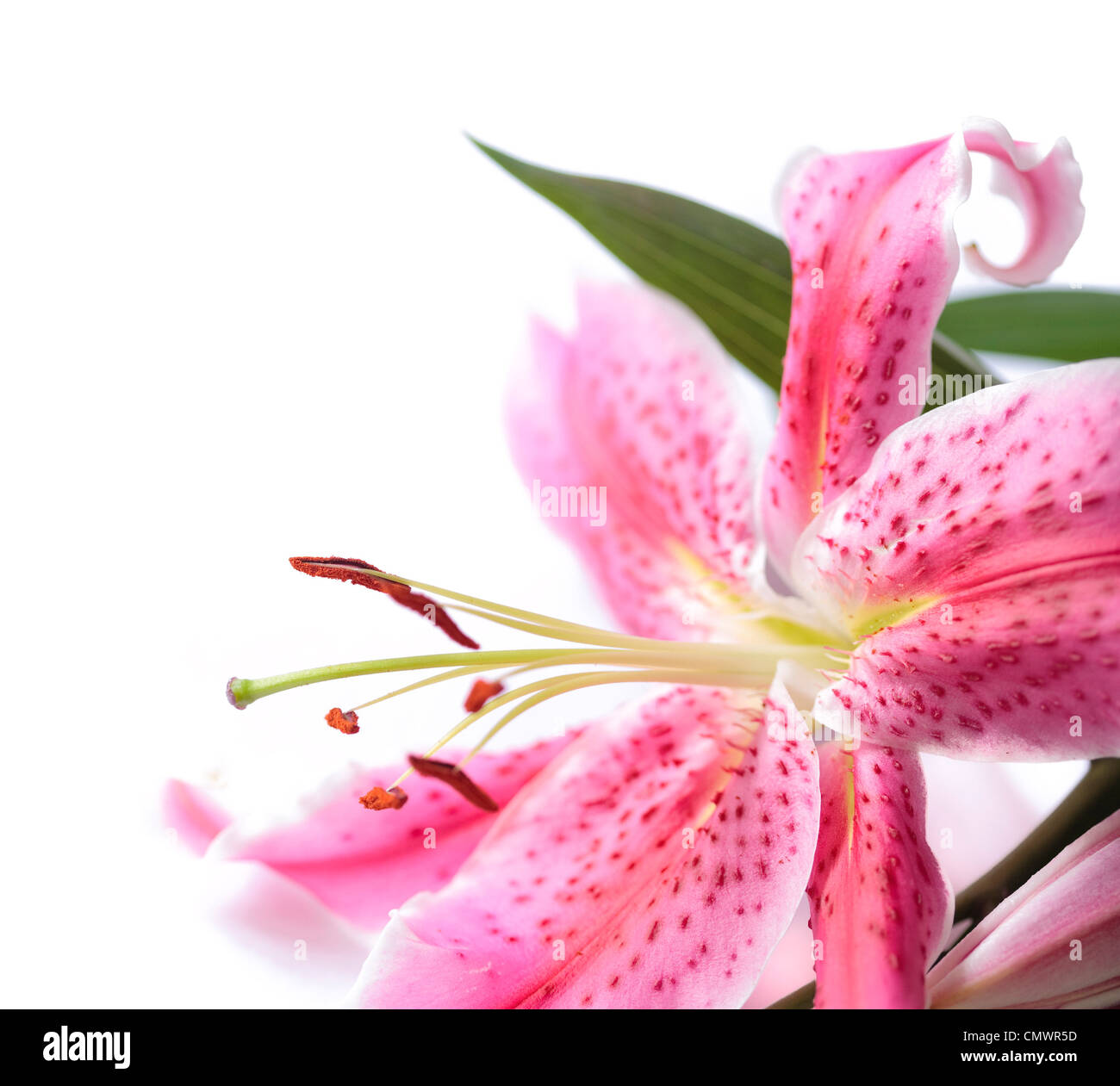 Rosa Stargazer Lily in der Ecke des Rahmens vor einem weißen Hintergrund. Hat einen dezenten Schatten Stockfoto