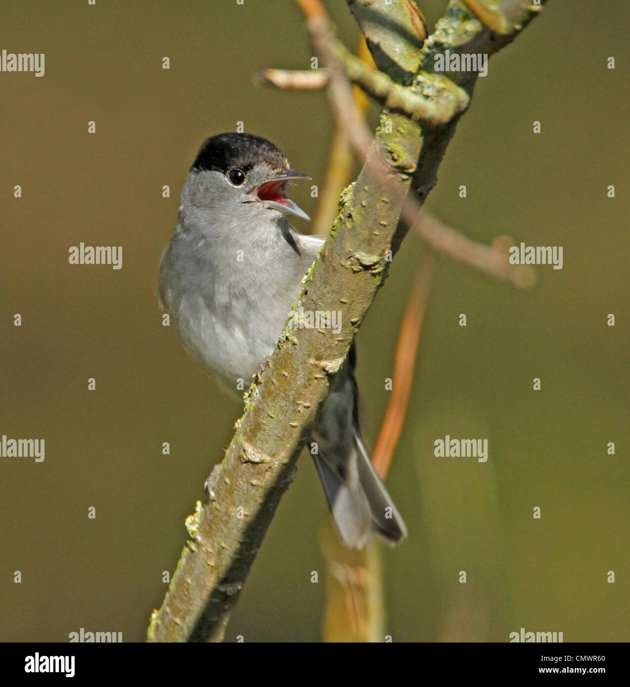 Mönchsgrasmücke singen im Baum Stockfoto