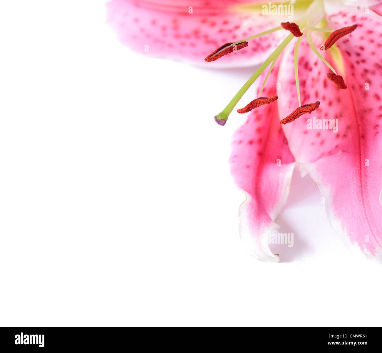 Rosa Stargazer Lilie Blume mit Leerzeichen und subtile Schatten. Ideal für eine Vorlage oder ein Grenze. Stockfoto