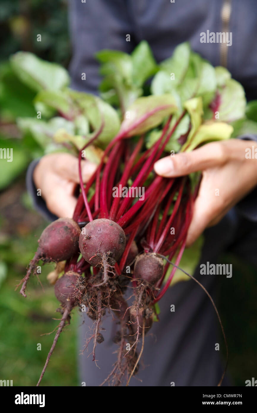 Weibliche Gärtner halten selbst angebaute Rüben frisch aus dem Garten gepflückt Stockfoto