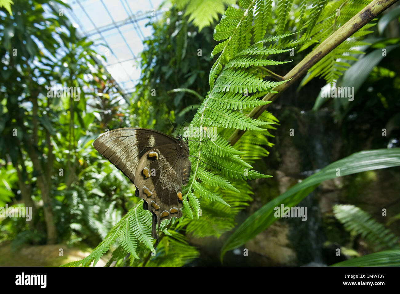 Ulysses Schmetterling (Papilio Ulysses) im Australian Butterfly Sanctuary. Kuranda, Cairns, Queensland, Australien Stockfoto