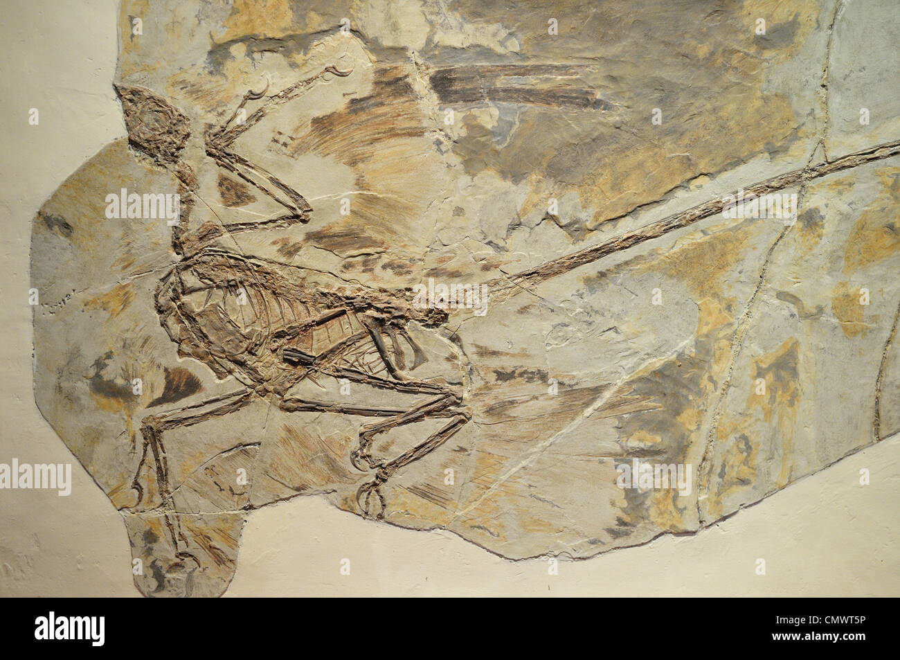 Fossile Skelett eines Microraptor, lebte ein gefiederter Dinosaurier während der Kreidezeit Alter. Peking, China. Stockfoto