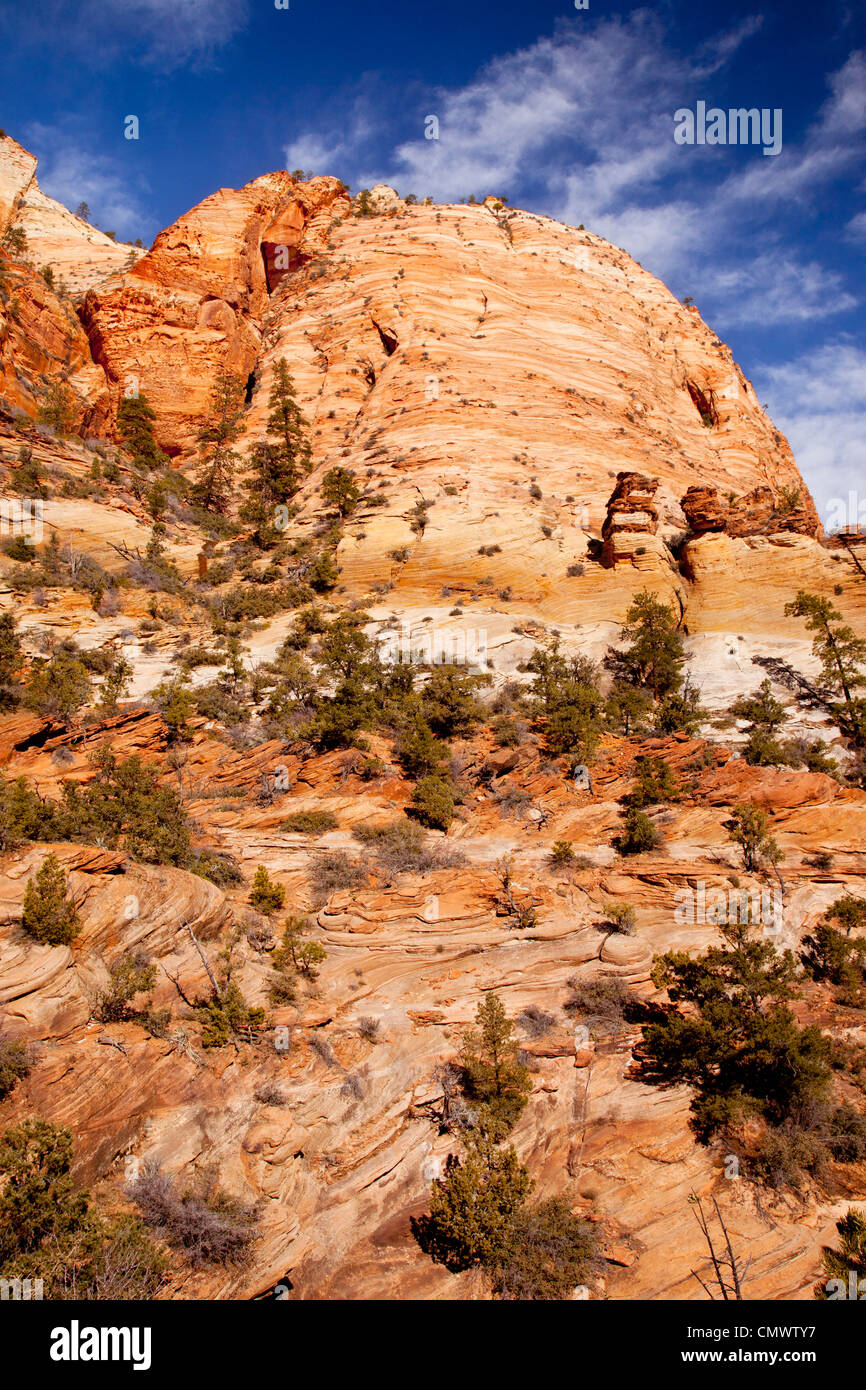 Felsformationen, Zion Nationalpark, Utah, USA Stockfoto