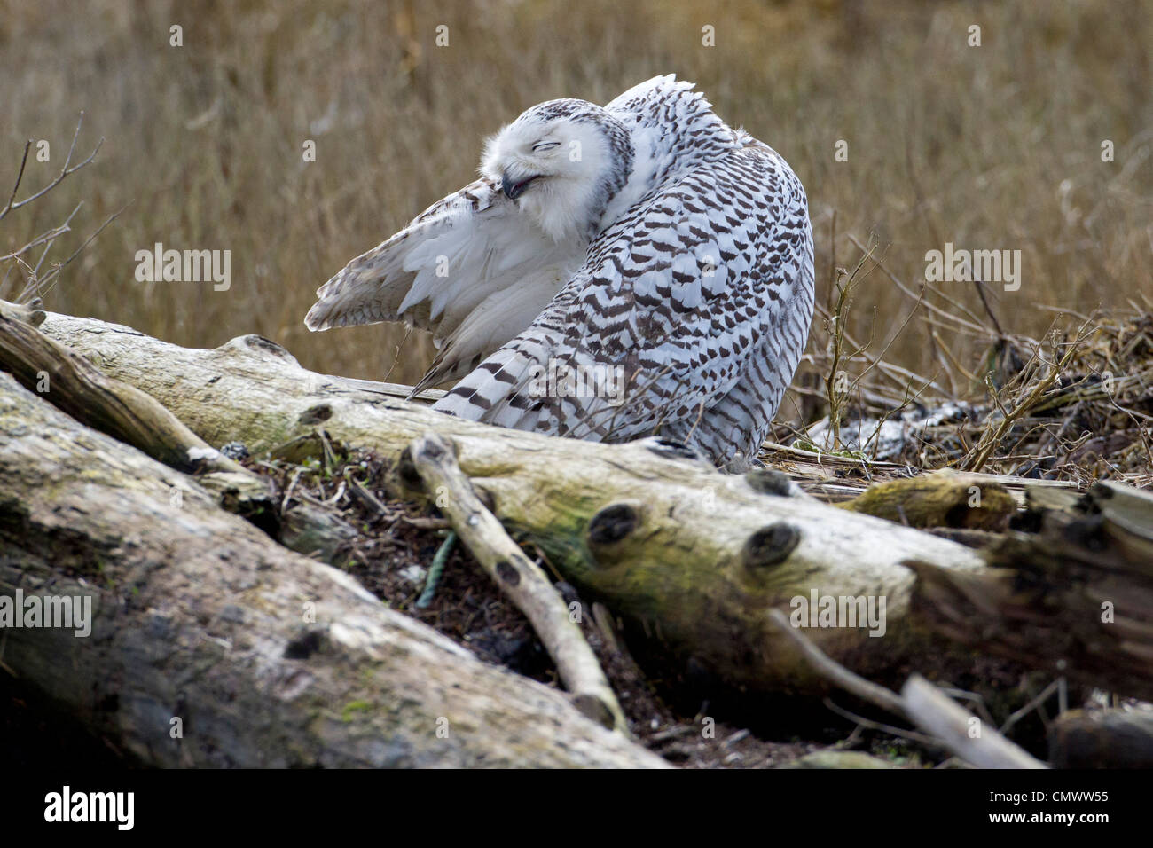 Schnee-Eule (Bubo Scandiacus) putzen auf Treibholz am Boundary Bay, Tsawwassen, Vancouver, BC im März Stockfoto