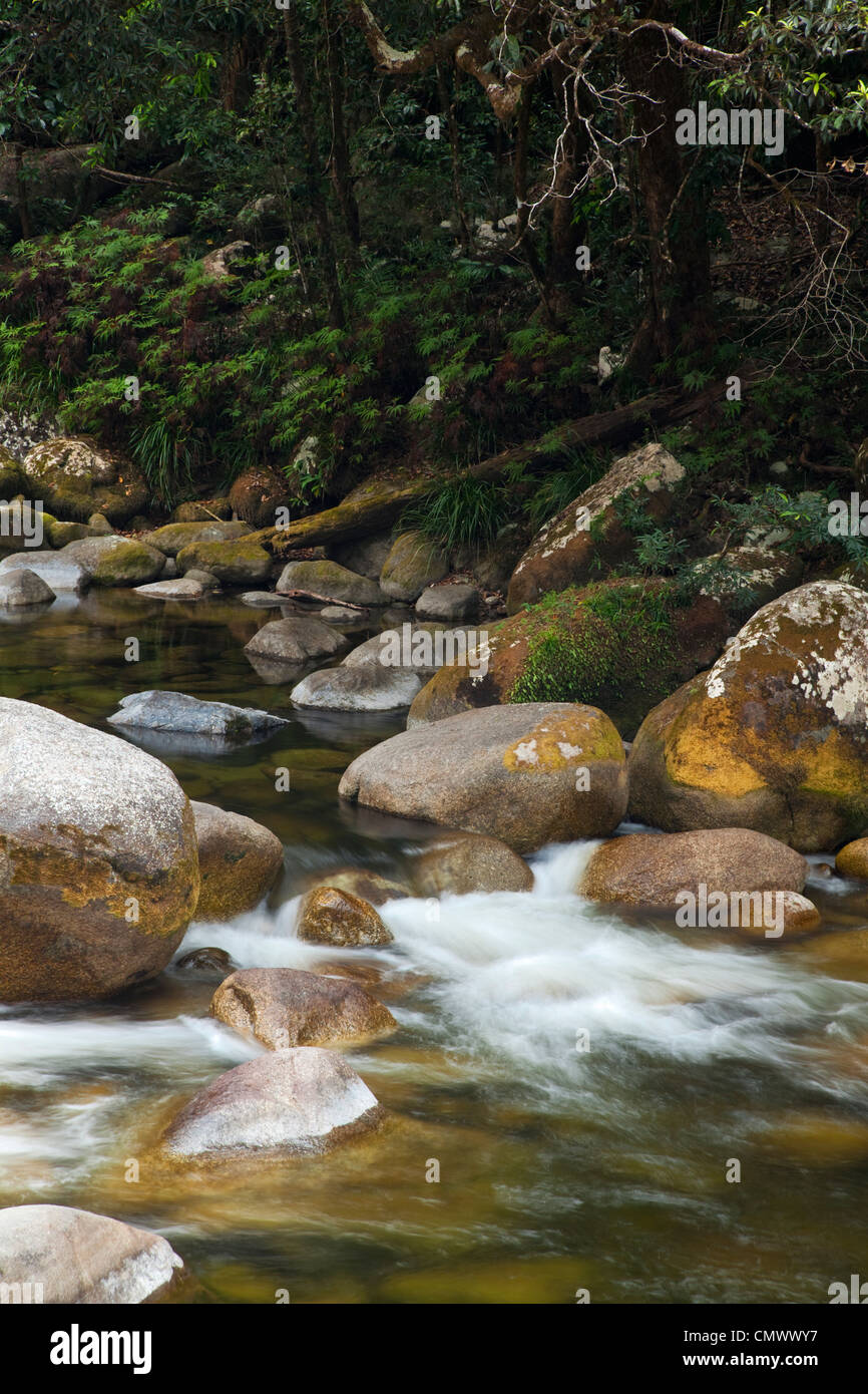 Regenwald-Stream in der Mossman Gorge im Daintree Nationalpark. Mossman, Queensland, Australien Stockfoto