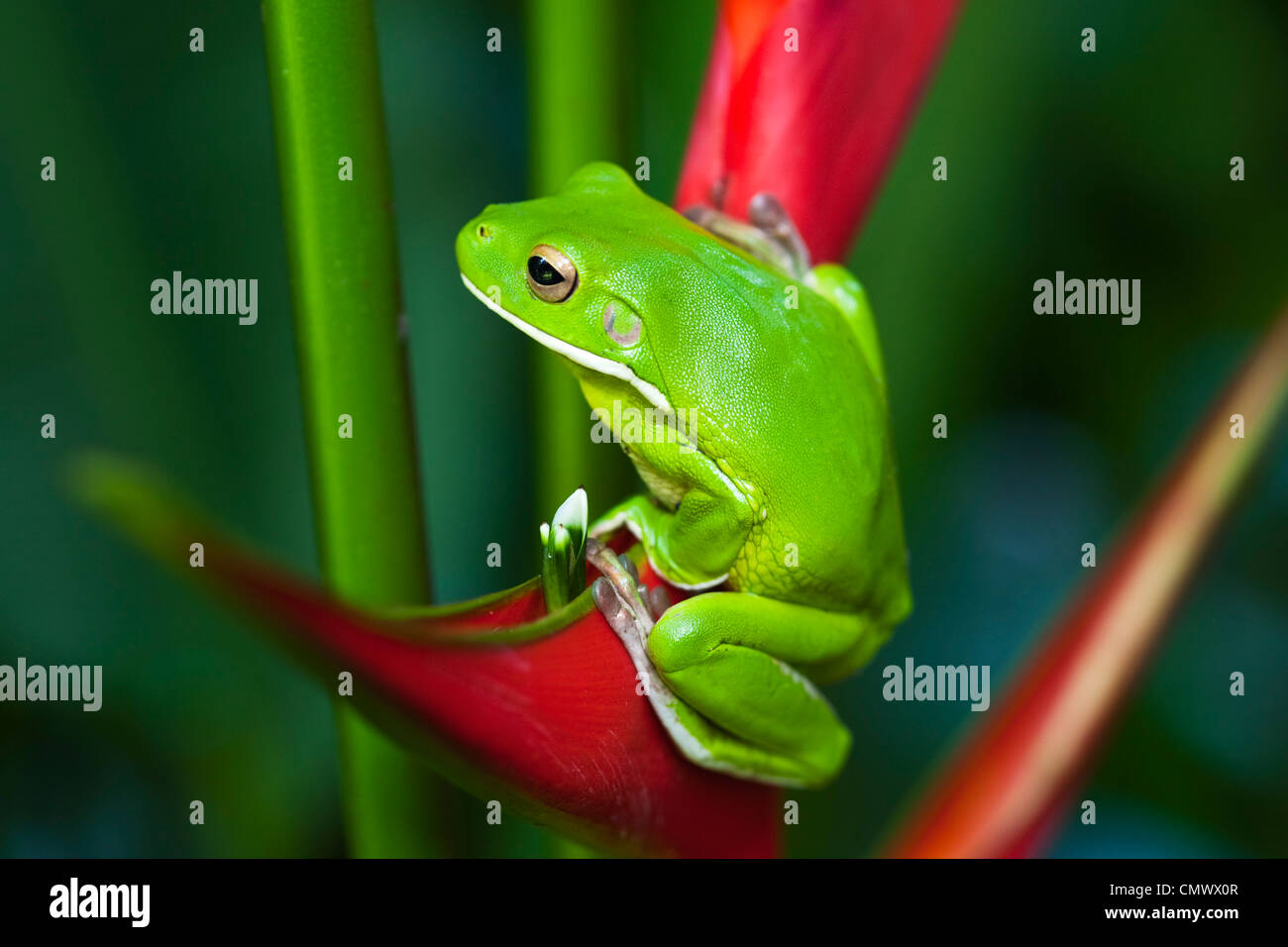 Weißlippen-Laubfrosch (Litoria Infrafrenata) sitzt auf einer Blume Heliconia. Cairns, Queensland, Australien Stockfoto