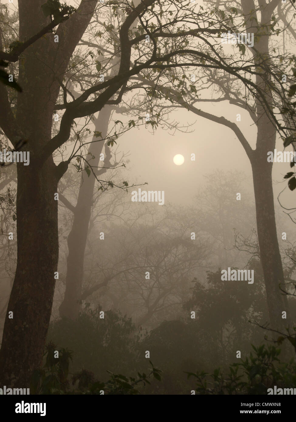 Sonne im frühen Morgennebel getrübt, während ein Chitwan Jungle "walk". Stockfoto