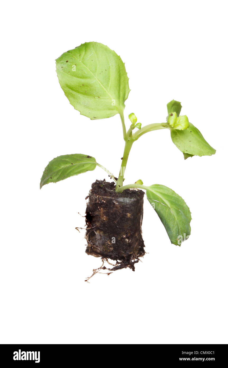 Verwurzelte Fuscia Stecker Pflanze isoliert gegen weiß Stockfoto