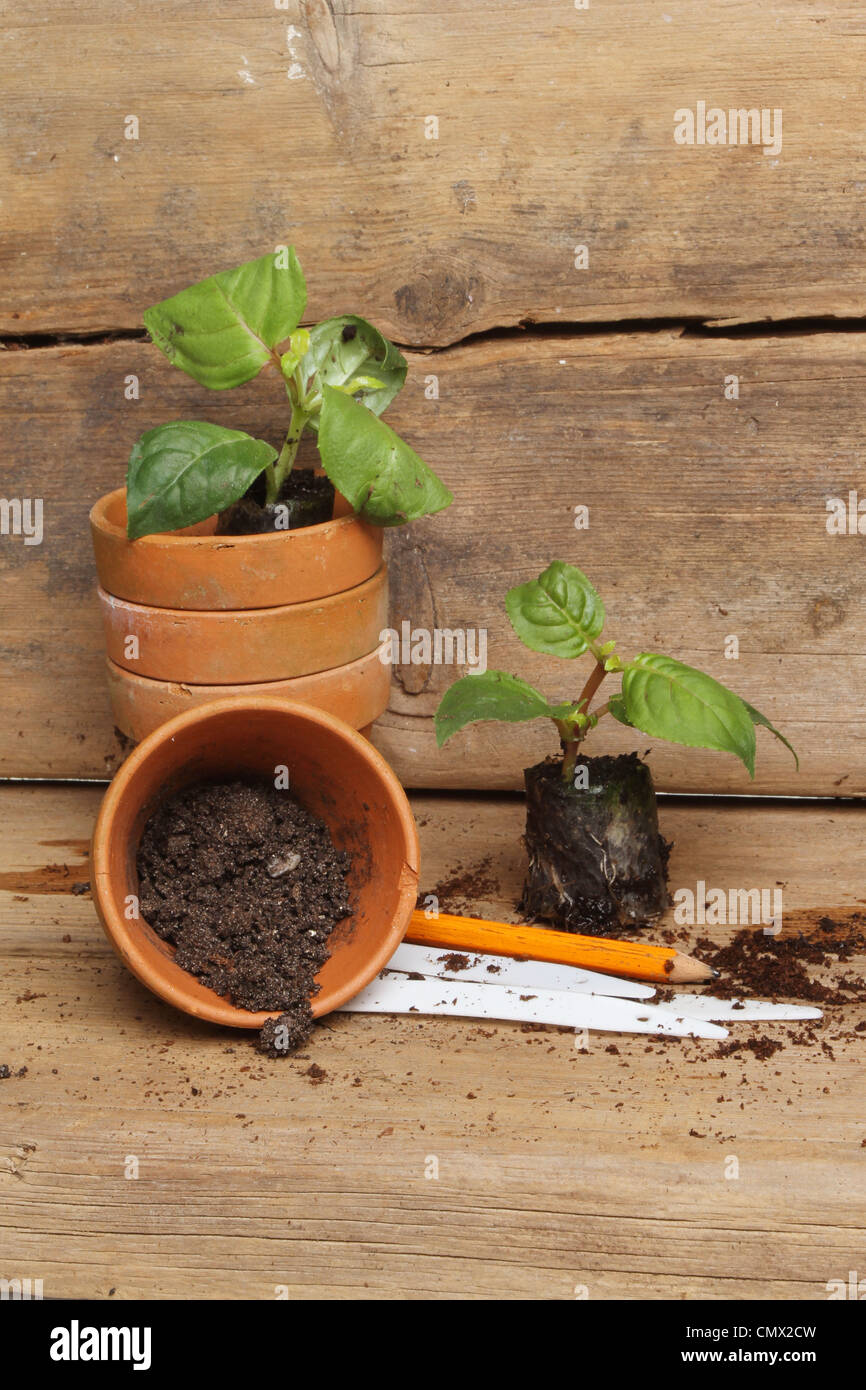 Porträtaufnahme der Sämling stecken Sie Pflanzen und Terrakotta-Töpfe einen Bleistift und Etiketten auf einem Pottingbank Stockfoto