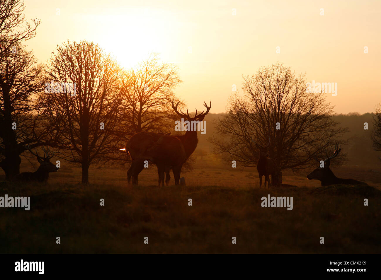 Hirsche, die Silhouette von der untergehenden Sonne in der Nähe von Spankers Hill-Wood, Richmond Park, London Stockfoto