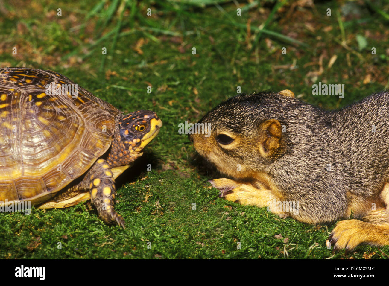 Verzierten Kasten-Schildkröte trifft sleepy Baby östliche graue Eichhörnchen, Missouri USA Stockfoto