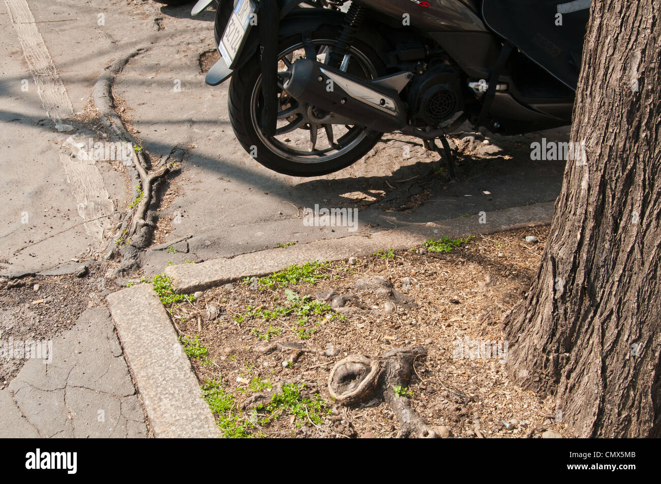 Sch den Durch Baumwurzeln Ein Stadt Pflaster Gehweg Stockfotografie sch-den-durch-baumwurzeln-ein-stadt-pflaster-gehweg-stockfotografie