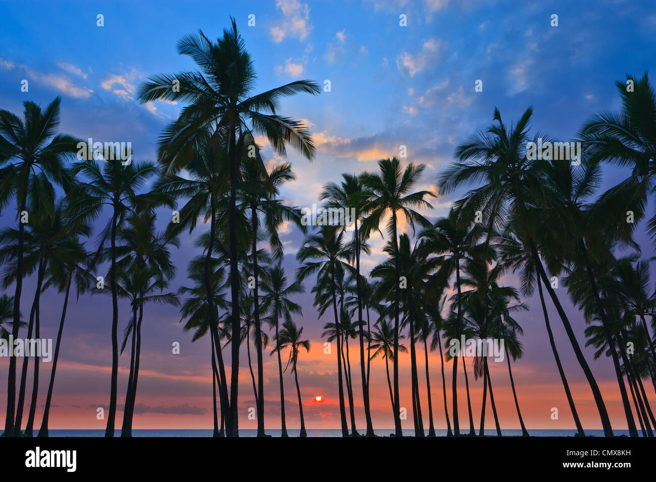 Palmen im Sonnenuntergang am Pu'uhonua o Hōnaunau National Historical Park - der Big Island, Hawaii Stockfoto
