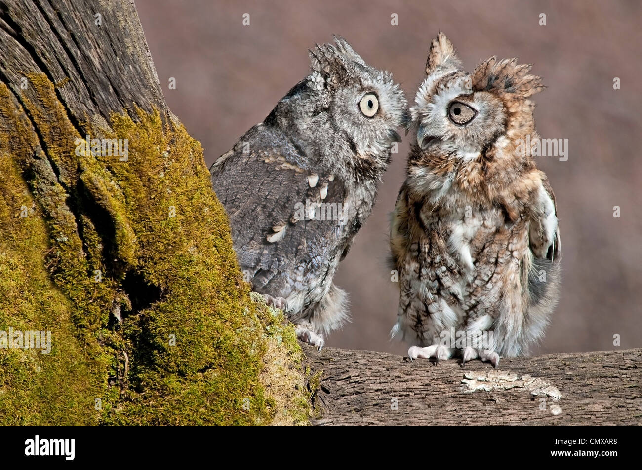 Common Screech Eulen Otus asio Rufous oder Red Color Phase und Grey Color Phase Eastern North America, von Skip Moody//Dembinsky Photo Assoc Stockfoto