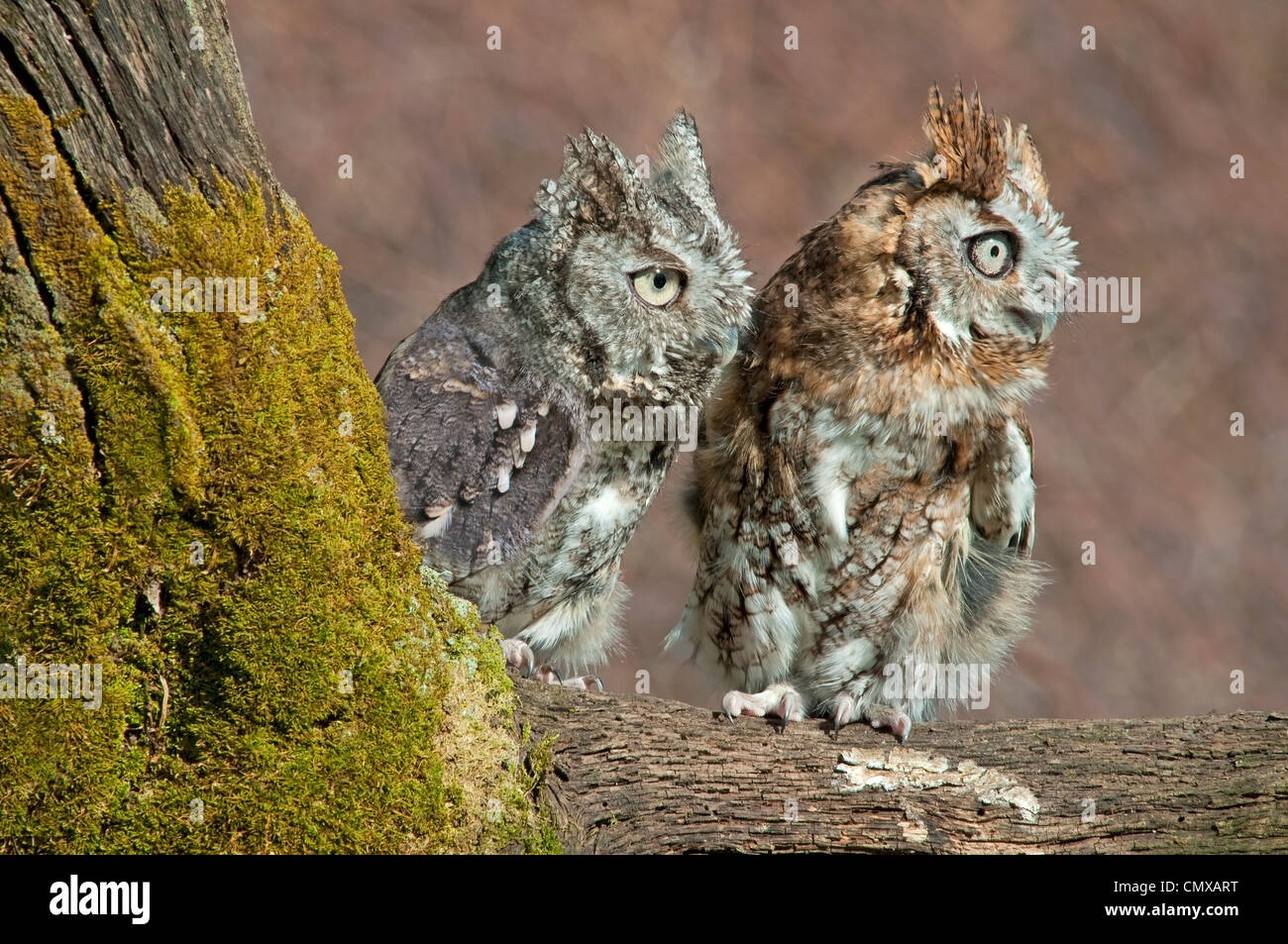 Common Screech Eulen Otus asio Rufous oder Red Color Phase und Grey Color Phase Eastern North America, von Skip Moody//Dembinsky Photo Assoc Stockfoto