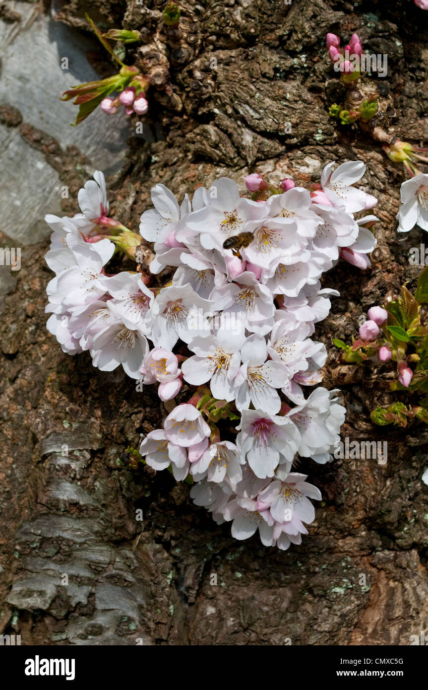 Blüten wachsen auf den Stamm Rinde, Yoshino-Kirsche, Prunus x Yedoensis (Speciosa X Subhirtella), Savill Garden, UK Stockfoto