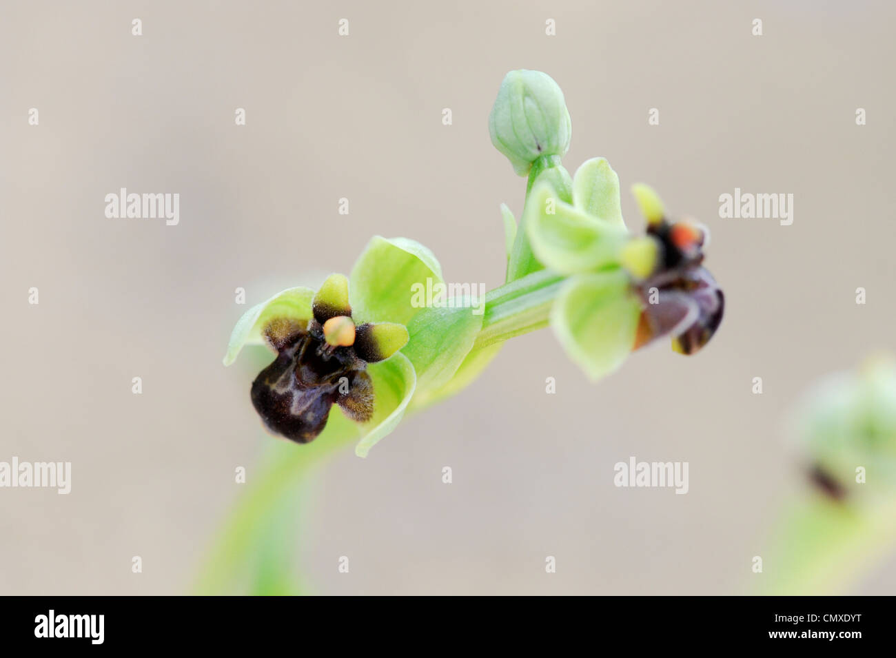 Ophrys Bombyliflora. Hummel-Orchidee Stockfoto
