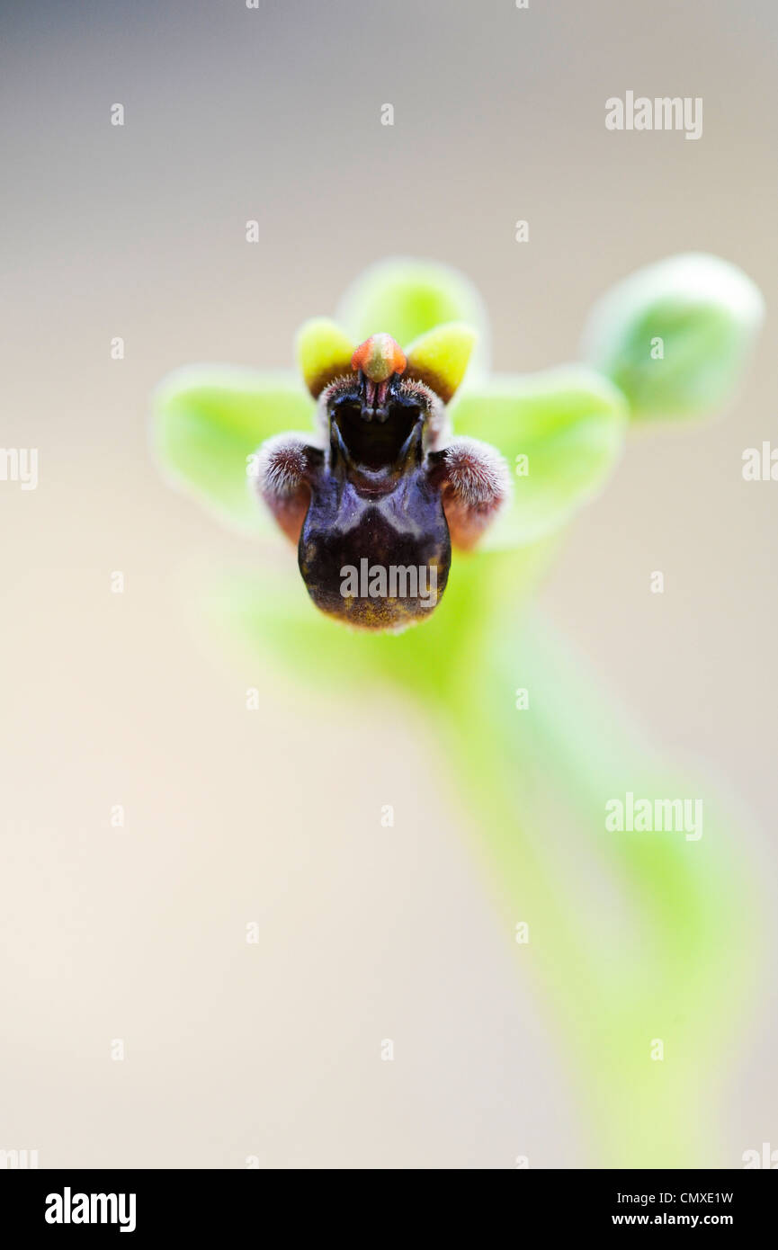 Ophrys Bombyliflora. Hummel-Orchidee Stockfoto