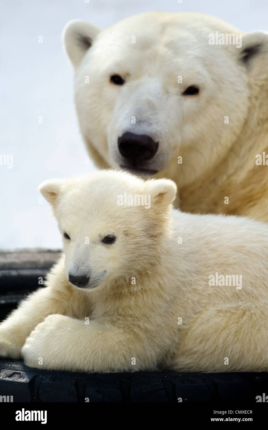 Little Polar Bear Cub erholend mit seiner Mutter Stockfoto