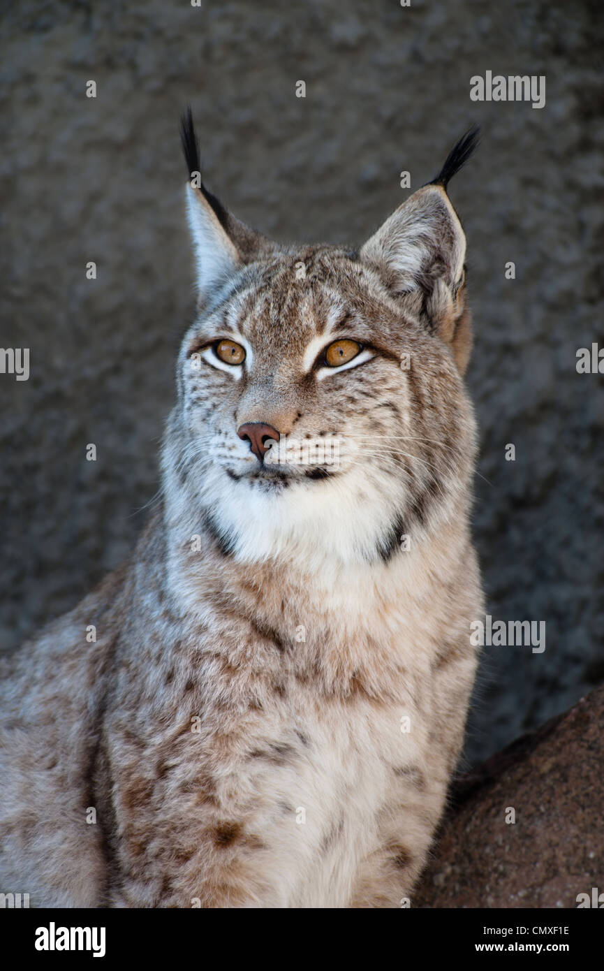 Luchs-Porträt Stockfoto