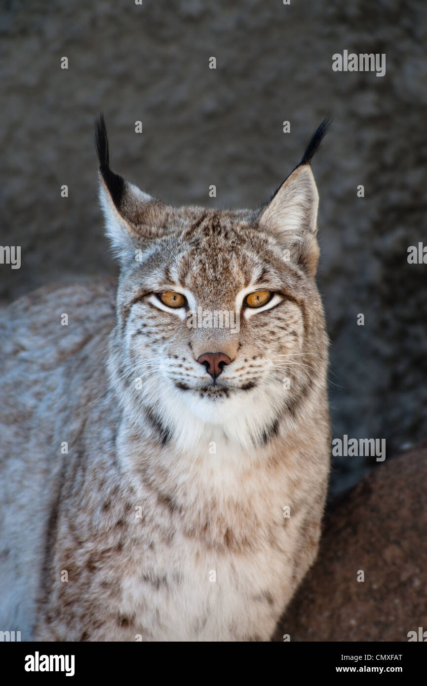 Luchs-Porträt Stockfoto