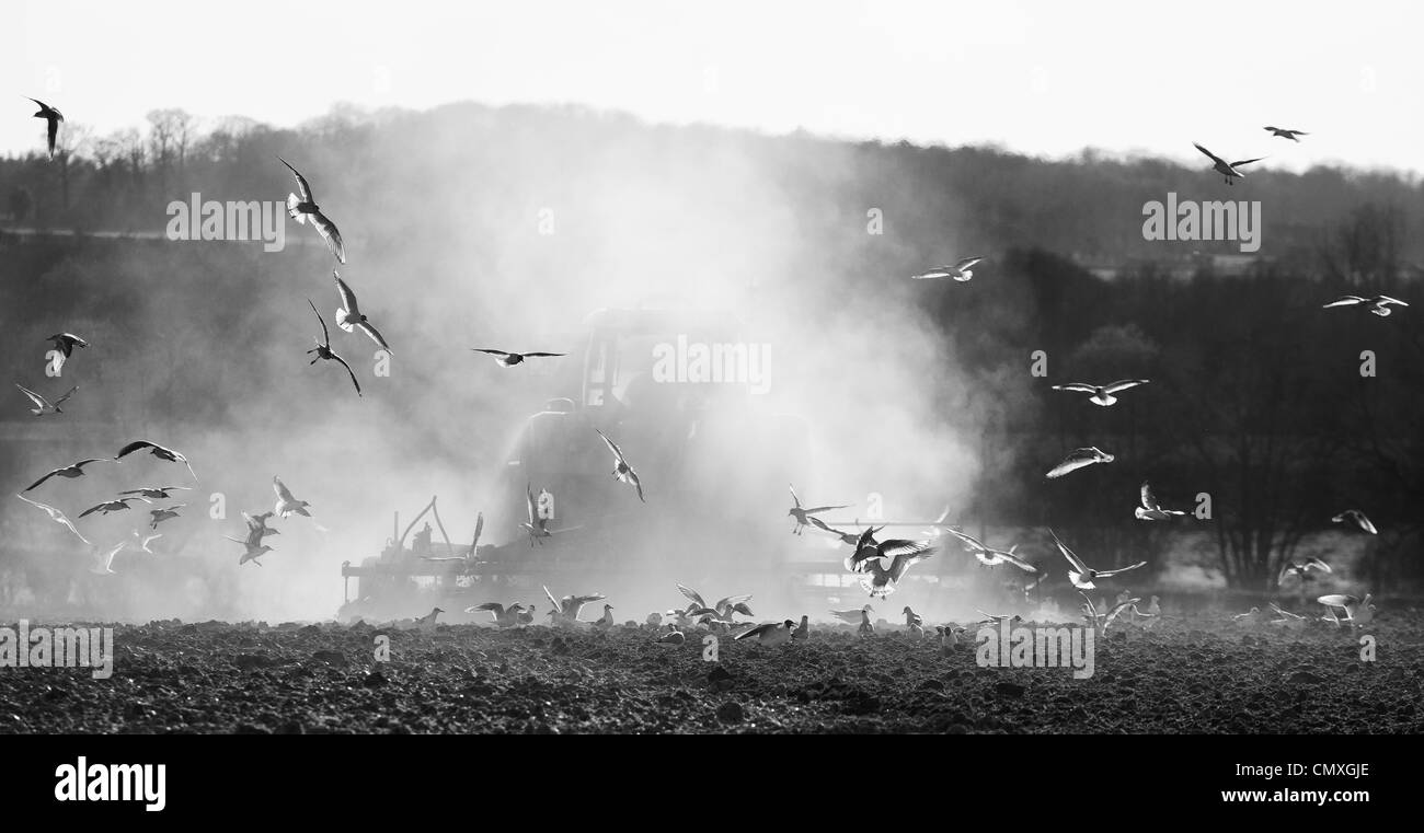 Landwirte, die Vorbereitung einer trockenen Bereich unter fast Dürrebedingungen für Frühling planting'North Norfolk "UK Stockfoto