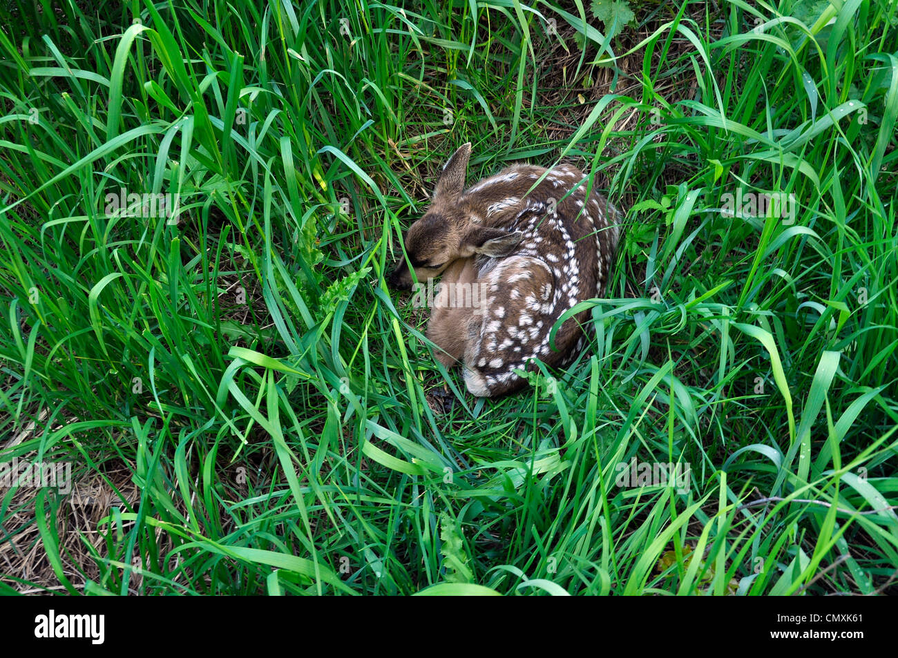 Fawn Gras, Wallowa Valley, Oregon. Stockfoto