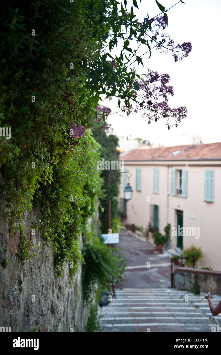 Lila Bäume in Cannes, Frankreich. Stockfoto