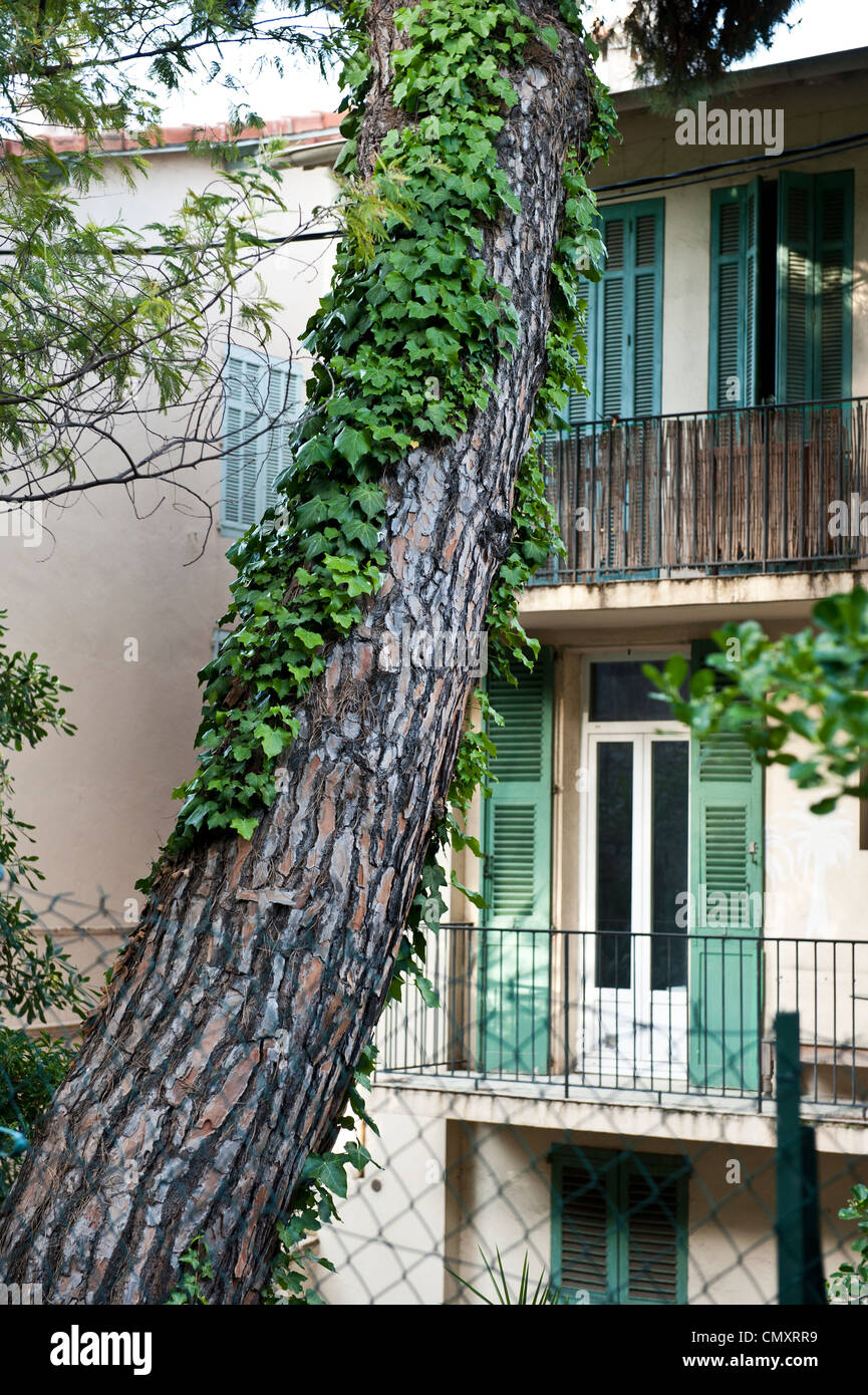 Eine extreme Nahaufnahme eines Baumes wachsen entlang der Seite eines Gebäudes in Cannes, Frankreich. Stockfoto