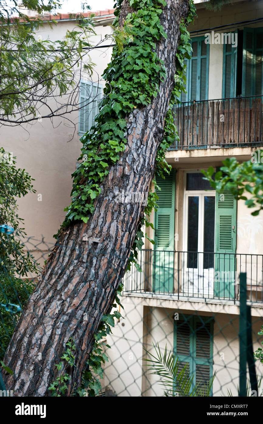 Eine Nahaufnahme von ein Baum wächst durch eine französische Wohngebäude. Stockfoto