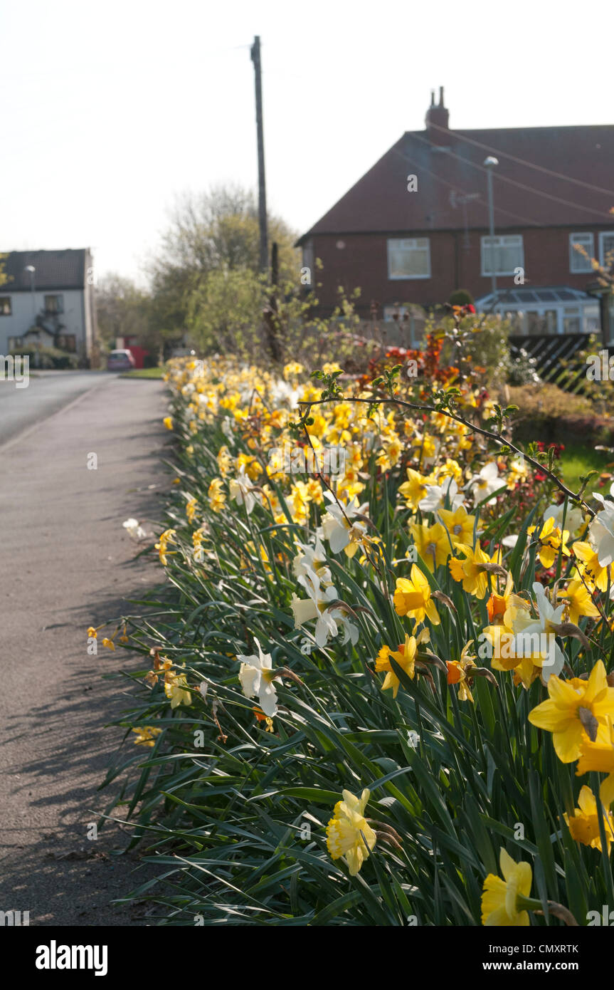 Ledston Glück im Frühling Stockfoto