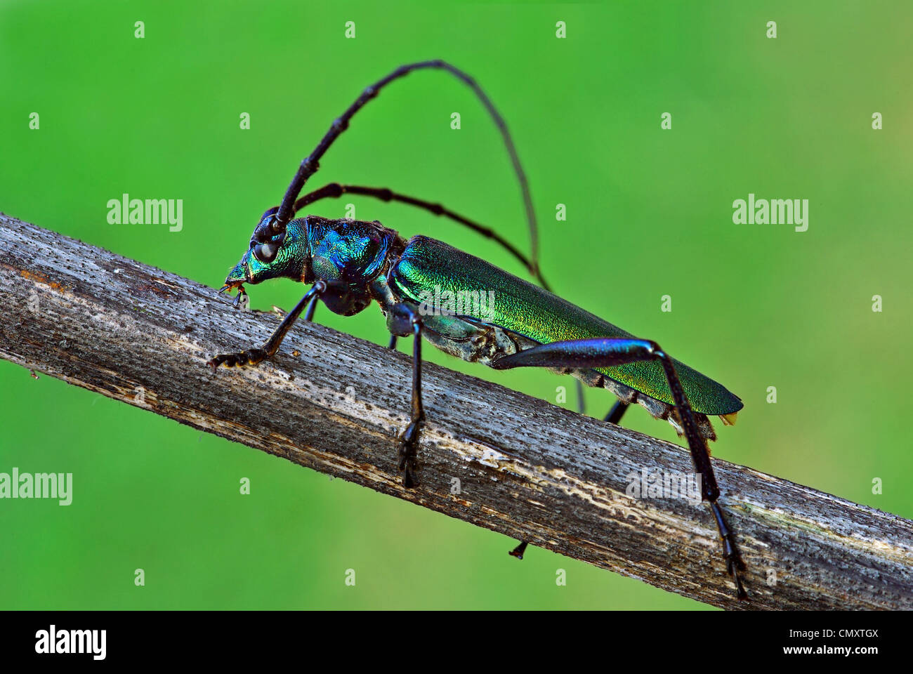 Aromia moschata Stockfoto