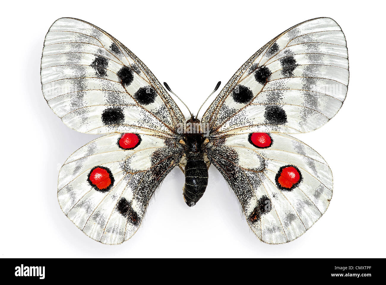 Apollo (schon Apollo), eine vom Aussterben bedrohte Europäische Schmetterling Stockfoto