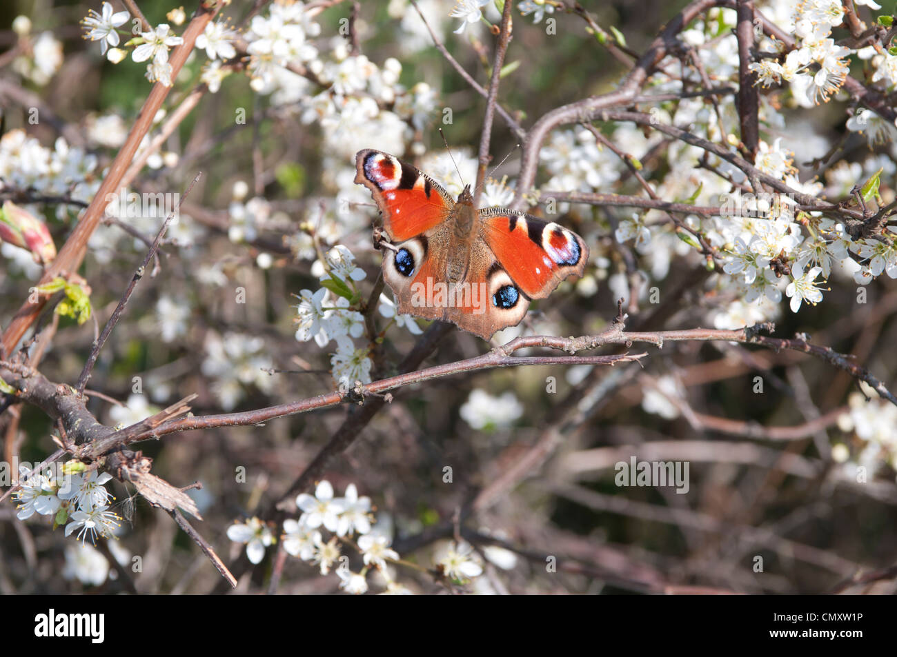 Tagpfauenauge im Frühjahr blühen, Kippax Stockfoto