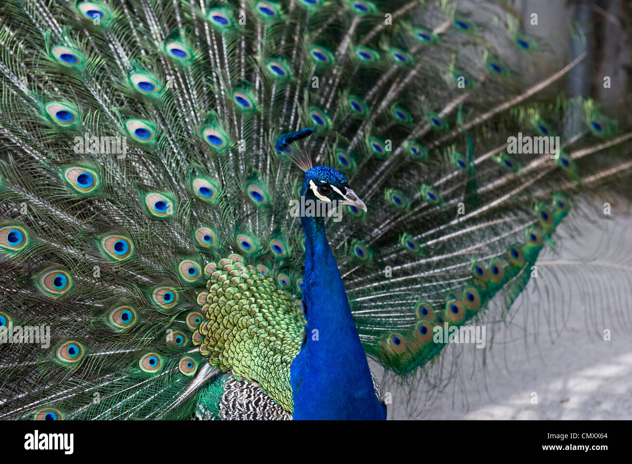 Eine enge Richtungskontrolle eine exotische, blauen Pfau fanning seine Federn. Stockfoto