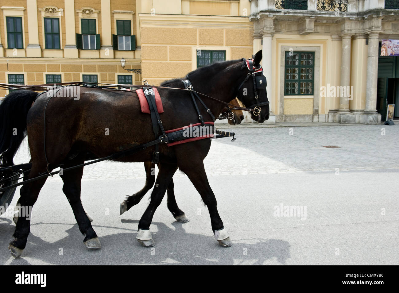 Schwarze und braune Pferde traben auf der Straße. Stockfoto