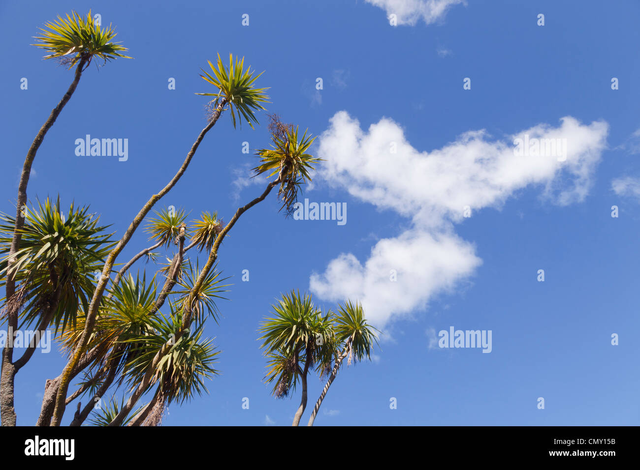New Zealand Kohl Baum (Cordyline Australis) vor einem blauen Himmel. Stockfoto