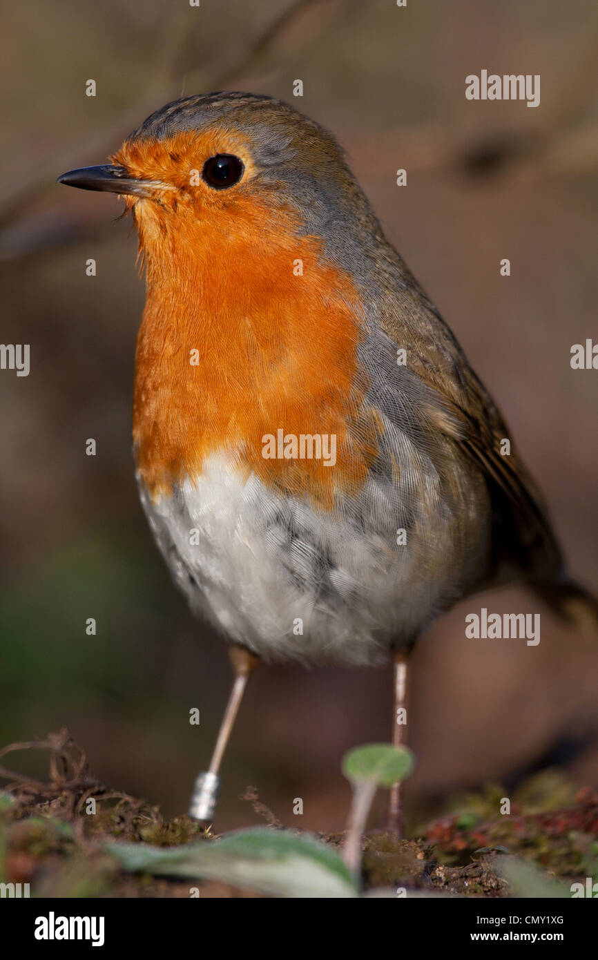 Robin-Porträt Stockfoto