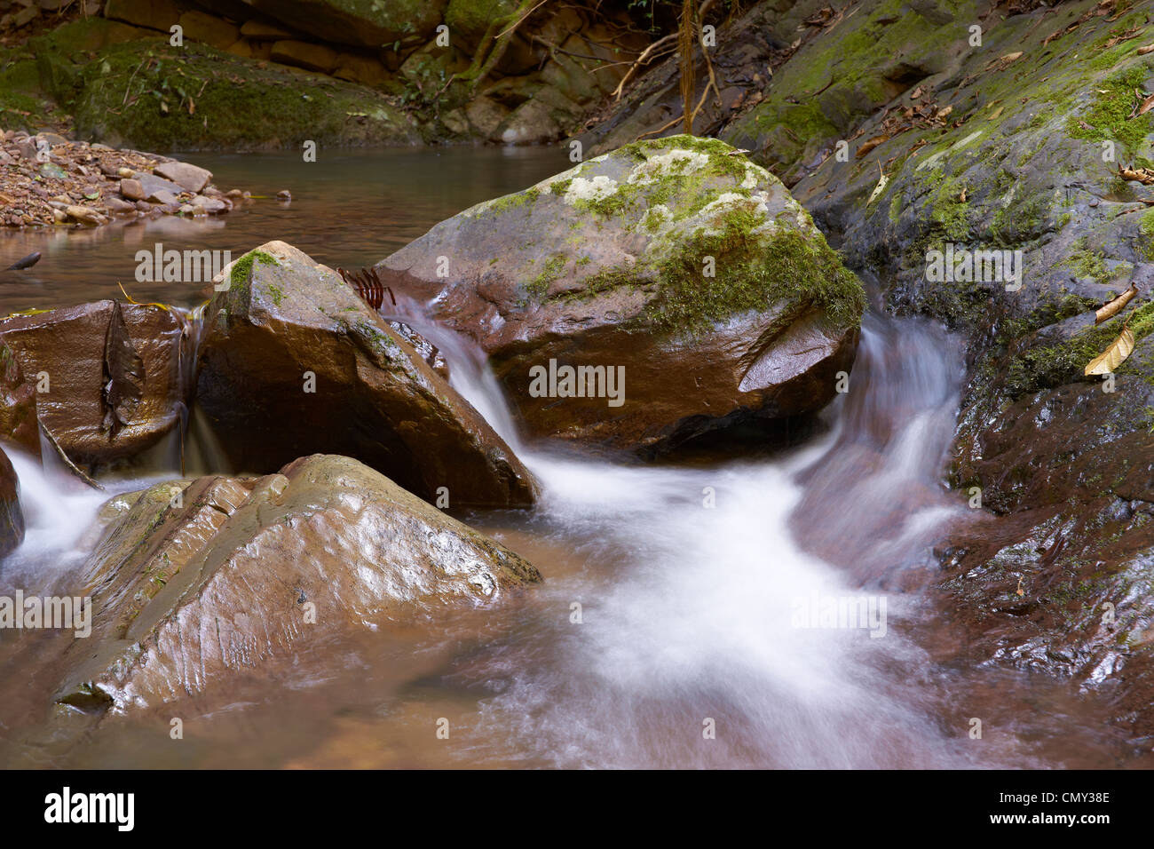 Bach im Atlantischen Regenwald Stockfoto