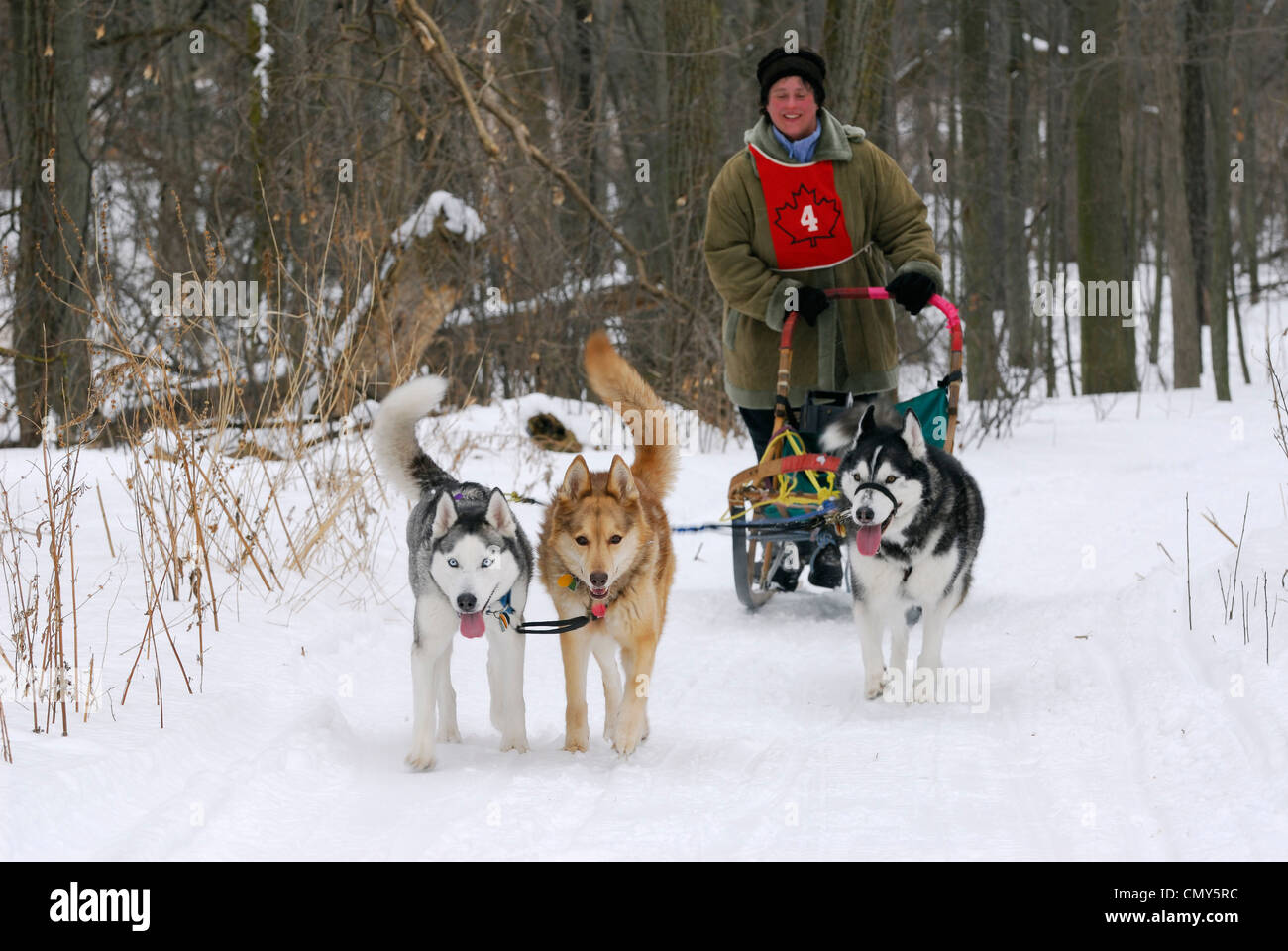 Weibliche Freizeit Dog Mushing sleder auf verschneiten Wald Trail in Kanada Stockfoto