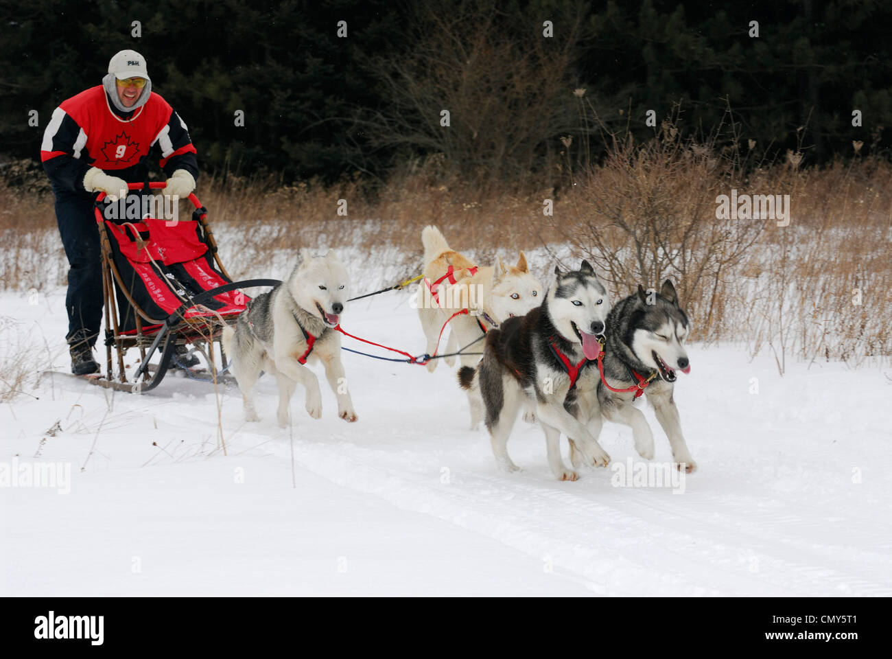 Mushing dogsleder auf dem Schnee Trail mit vier Husky Team in einem Rennen Ontario Stockfoto