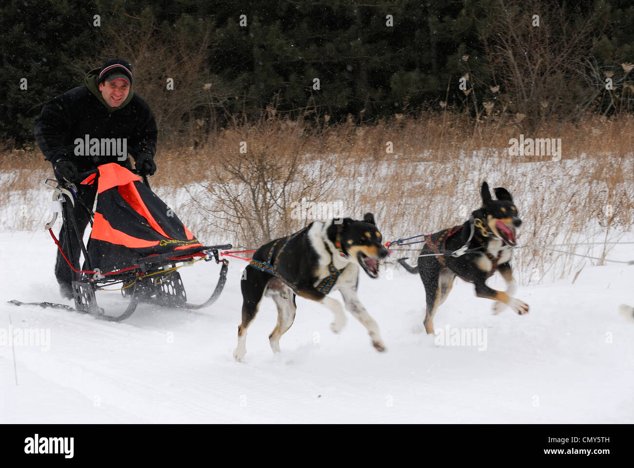 Schlitten Racer mit zwei leistungsstarken ziehen Hunde laufen im Schnee Ontario Stockfoto