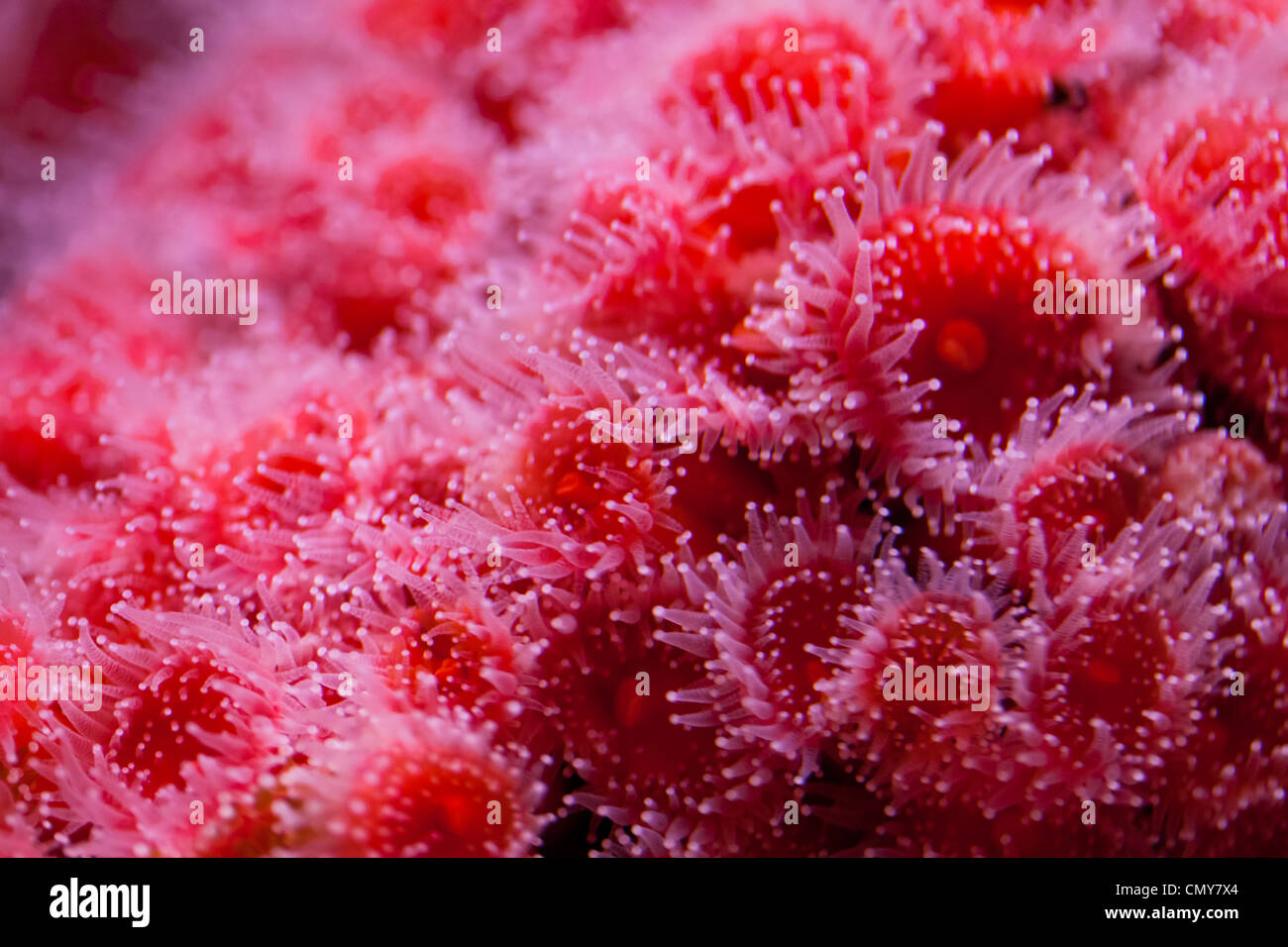 Red Sea Anemone hautnah Stockfoto