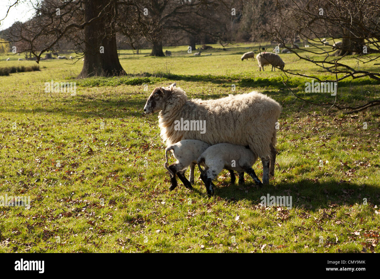 Frühjahr Lämmer und Schafe am Ickworth, Suffolk Stockfoto