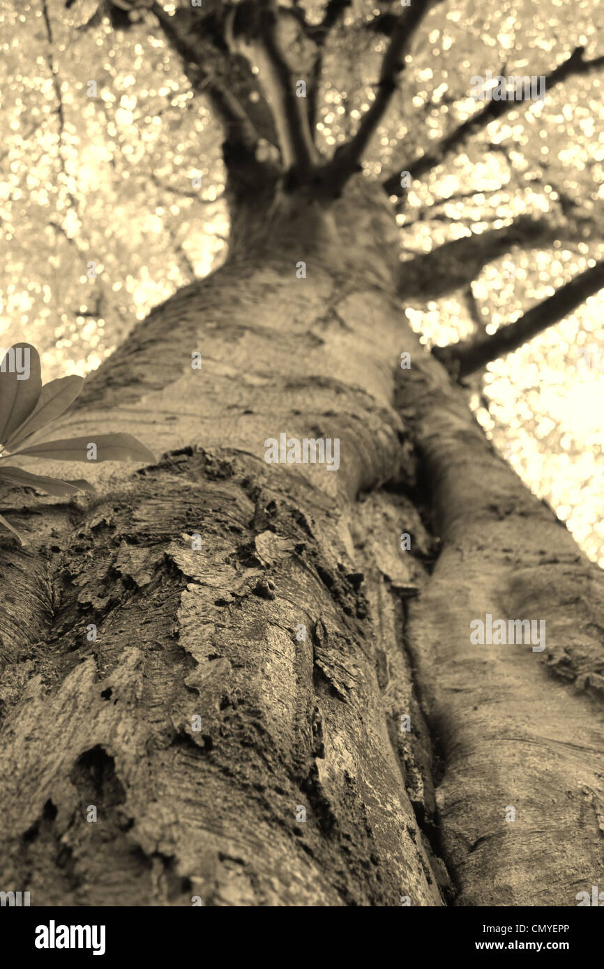 natürliches Bild Natur des Baumes Stockfoto