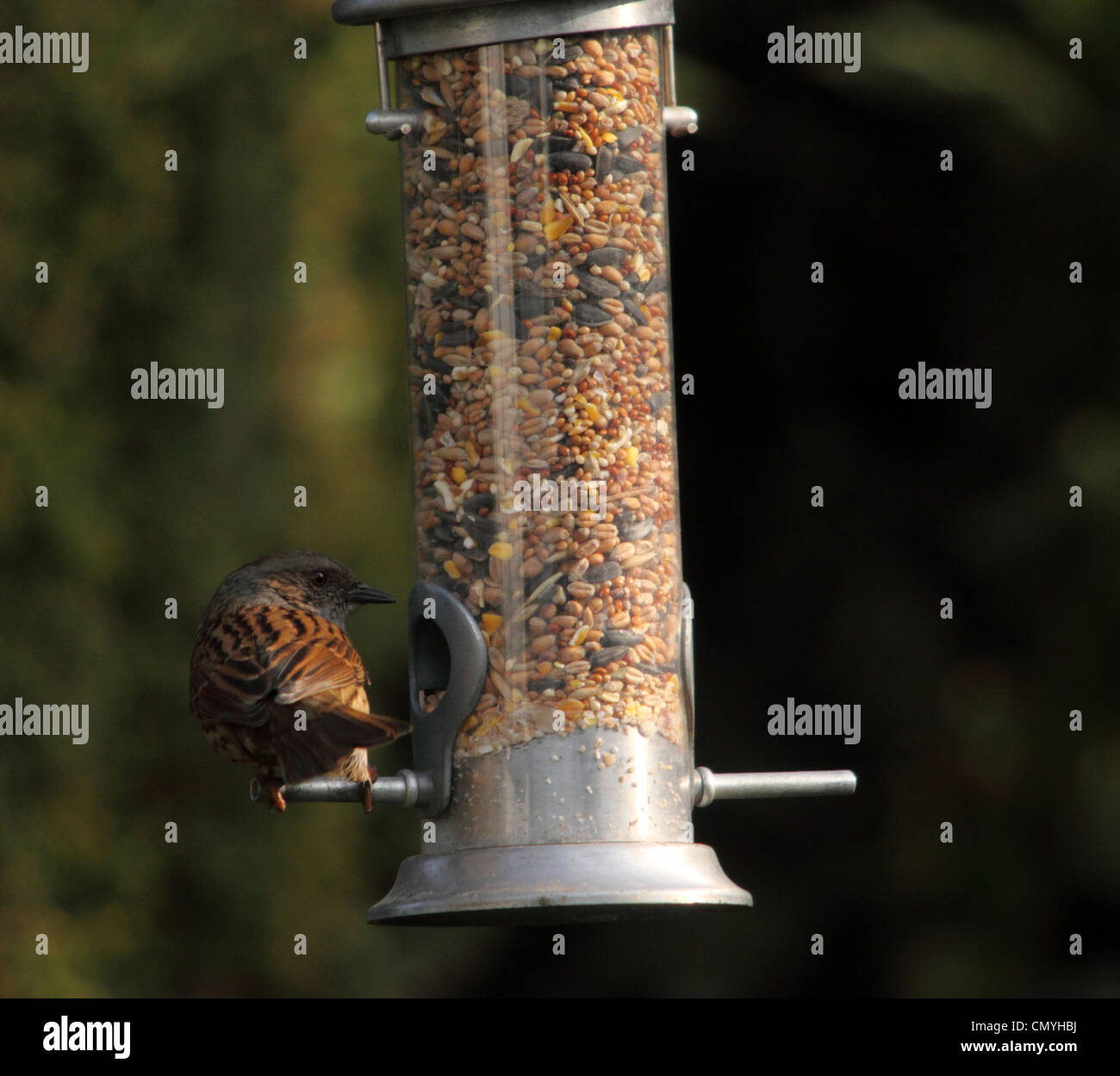 Eine Heckenbraunelle auf einem Garten Samen Feeder.  Prunella Modularis. Hedge Sparrow. Stockfoto